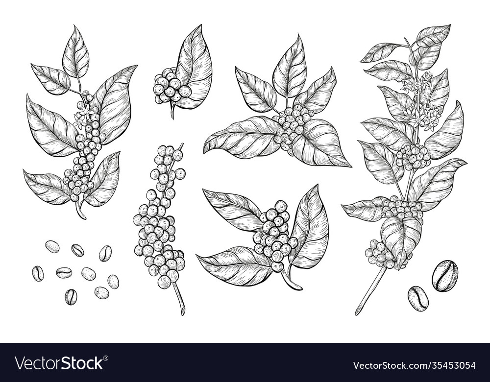 Coffee branches and beans sketch style hand drawn