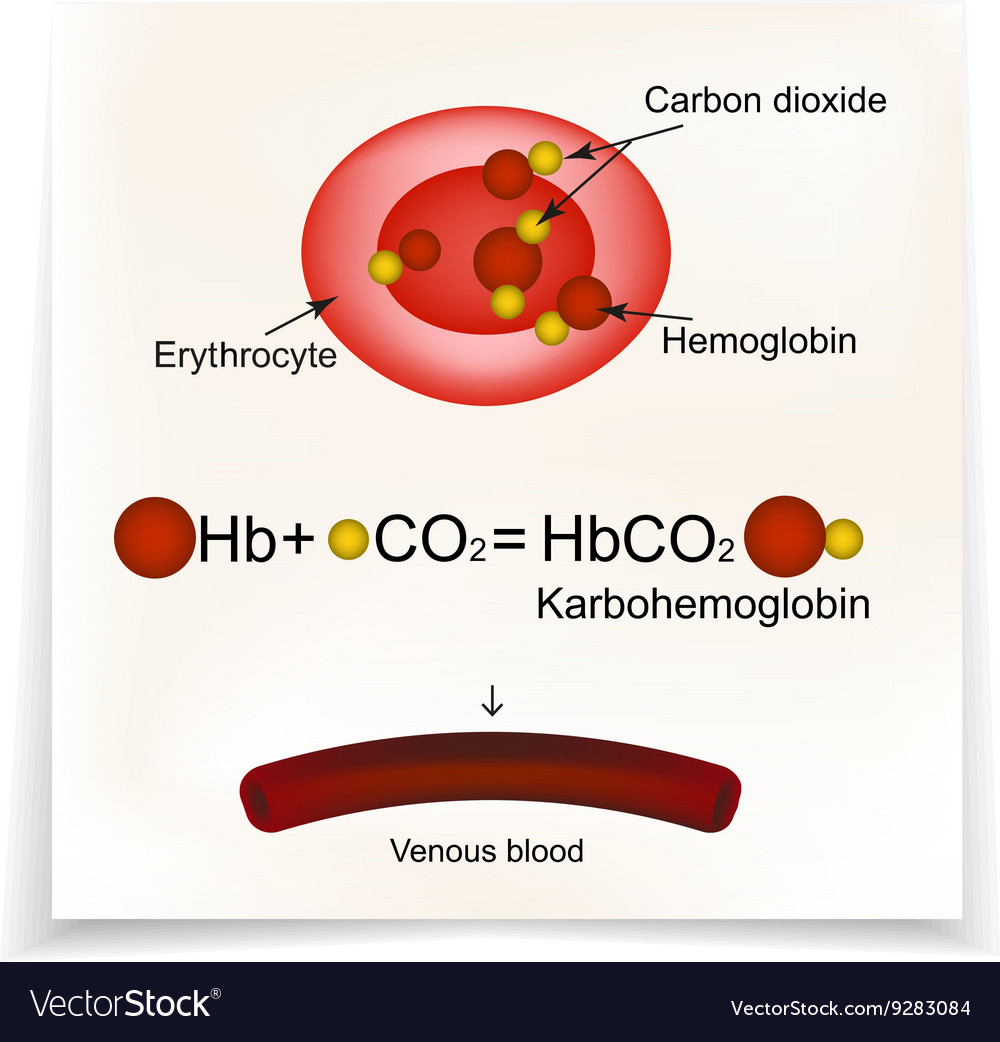 Karbogemoglobin hemoglobin carries carbon dioxide Vector Image