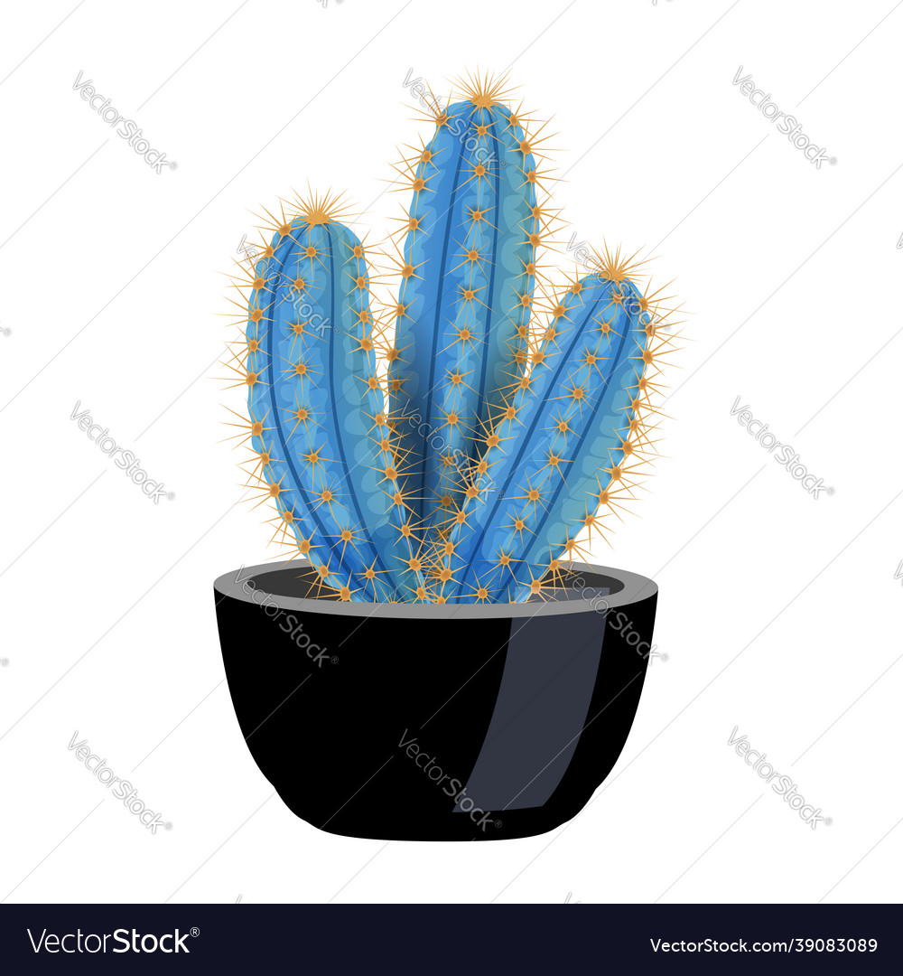 Pilosocerus Pot cactus Zusammensetzung