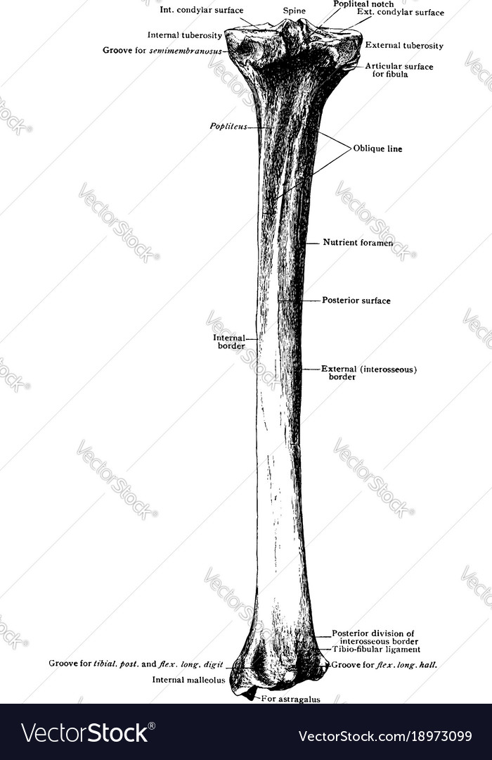 Tibia from behind vintage Royalty Free Vector Image