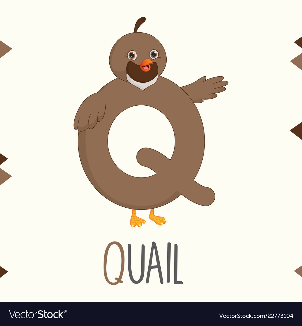 Alphabet letter q and quail Royalty Free Vector Image