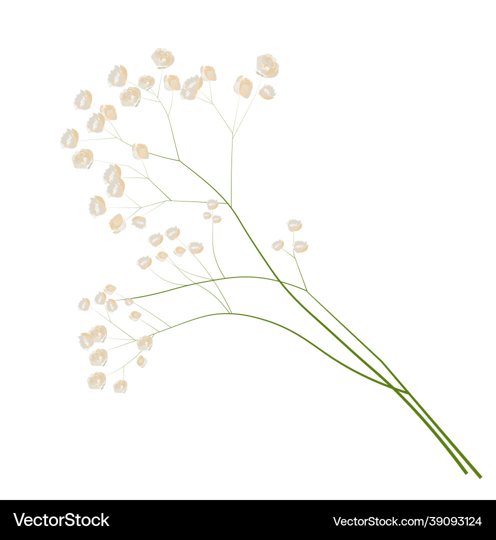 Babys Breath Gypsophila Vector Images 29