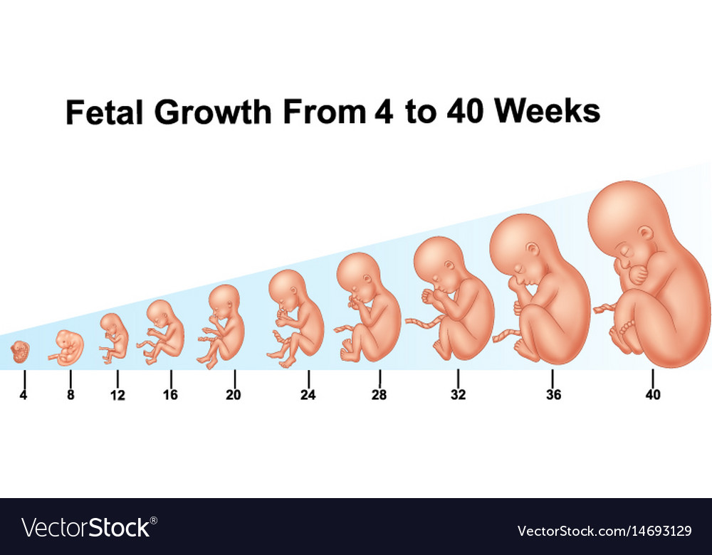 fetal-growth-from-4-to-40-weeks-royalty-free-vector-image