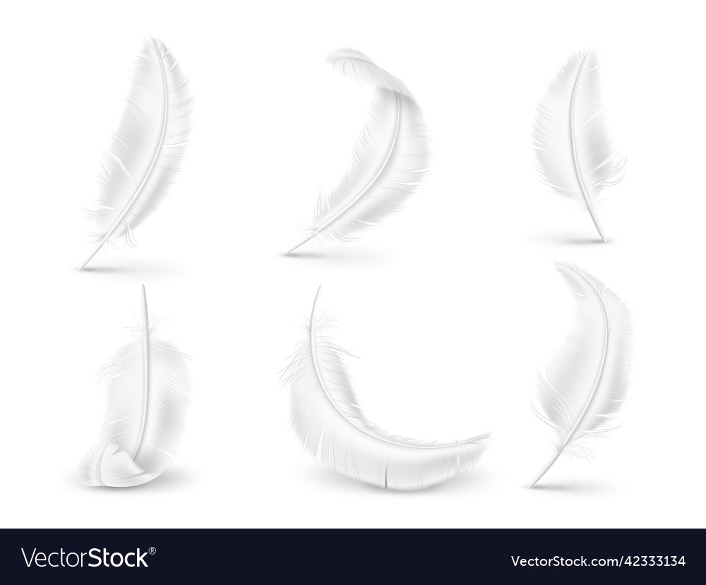 Realistic white feathers soft and fluffy birds Vector Image