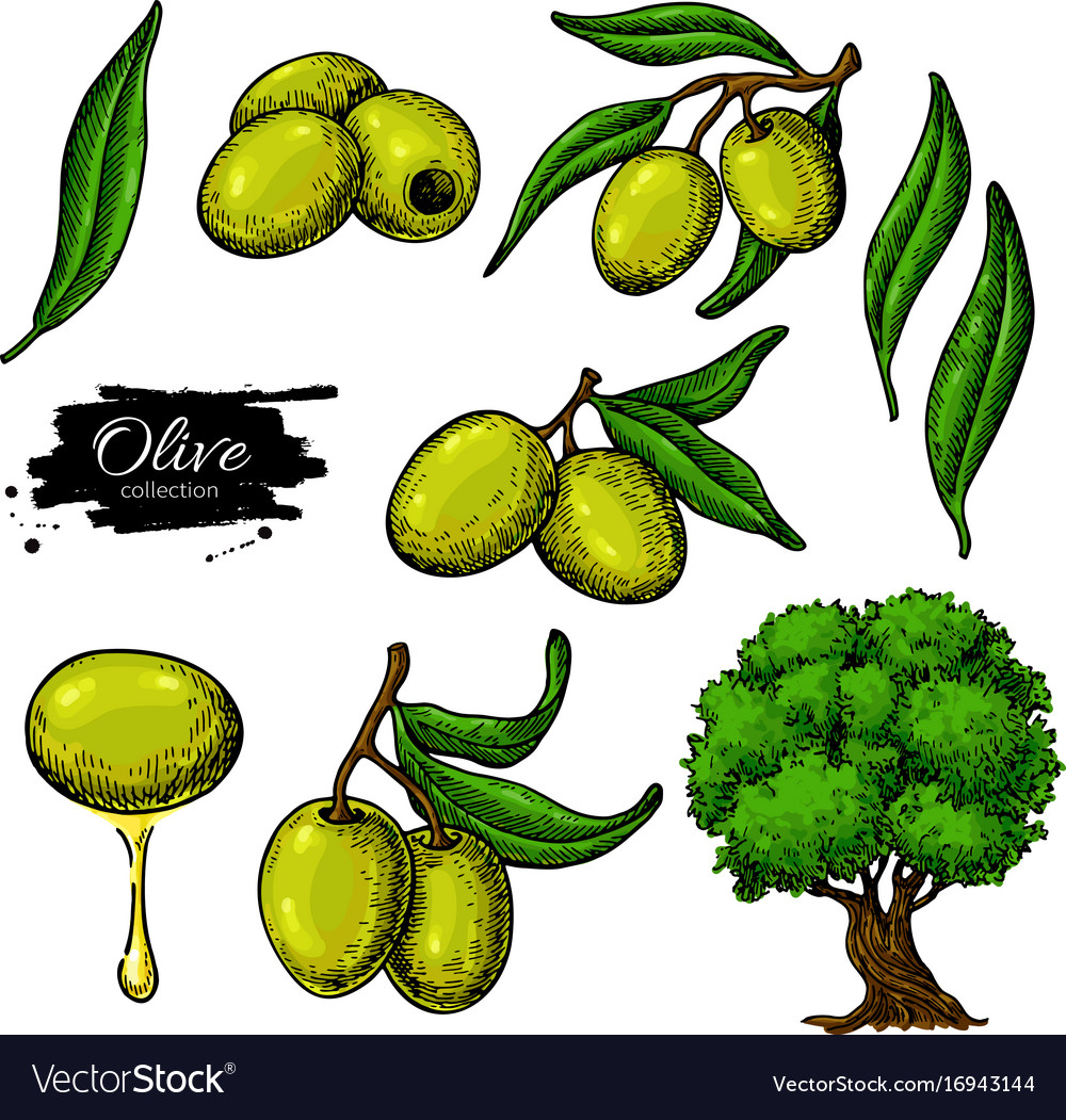 Olive Royalty Free Vector Image - VectorStock