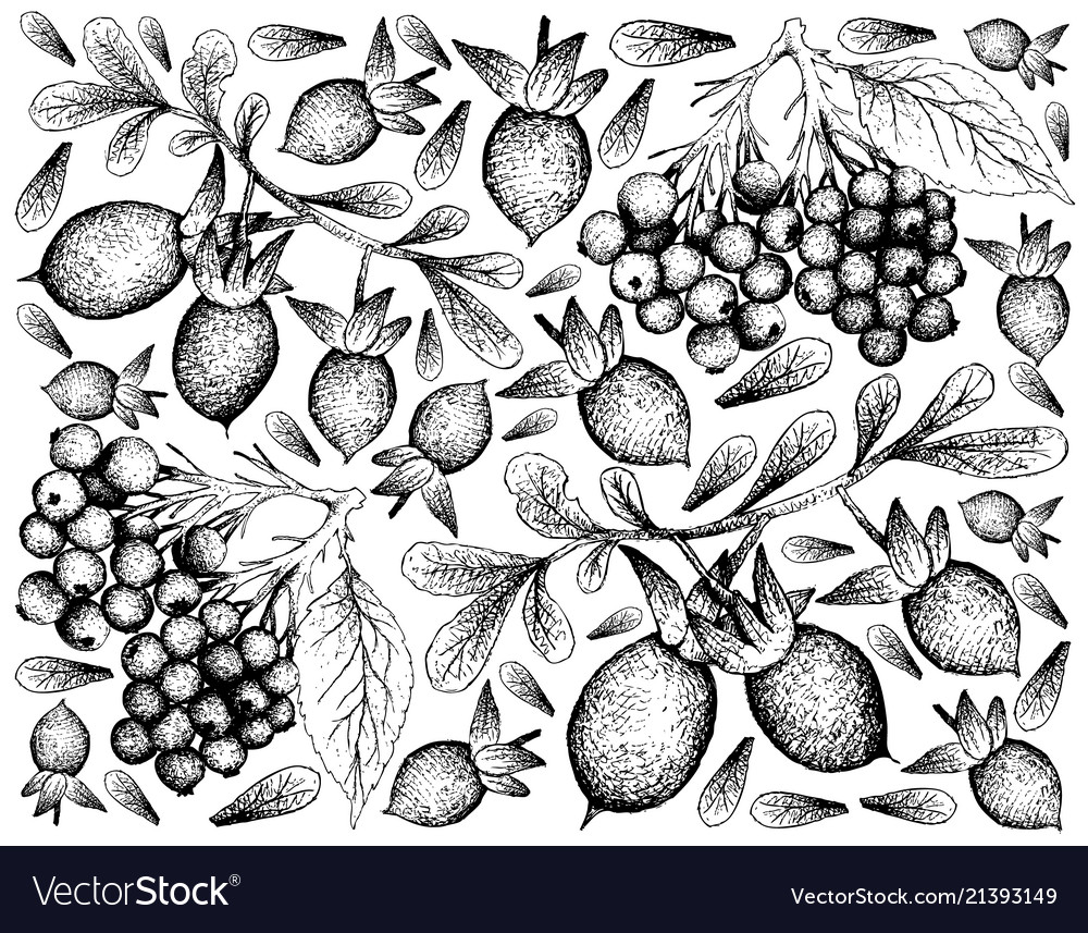 Hand drawn of elderberry and diospyros lycioides f