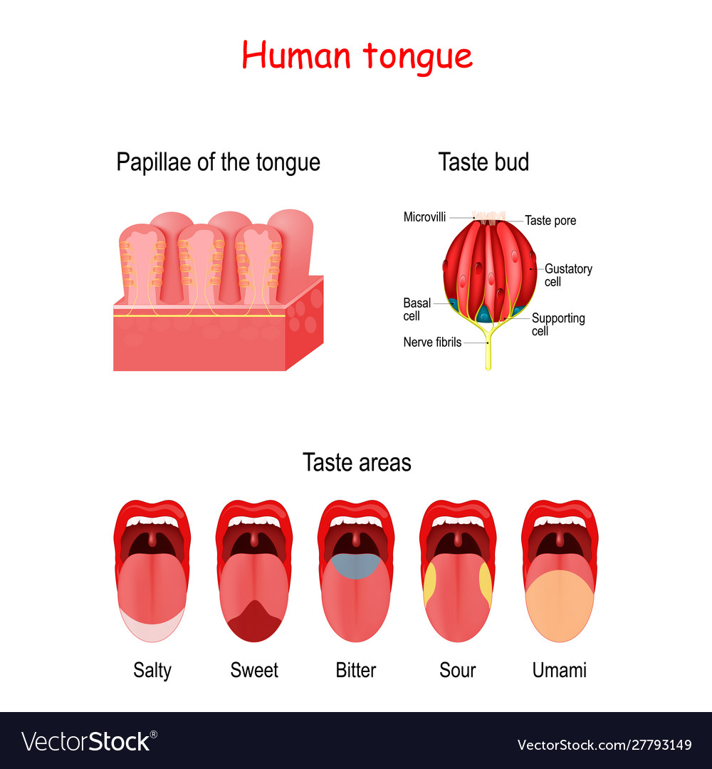 Taste Buds On Tongue Papillae - Kenjutaku