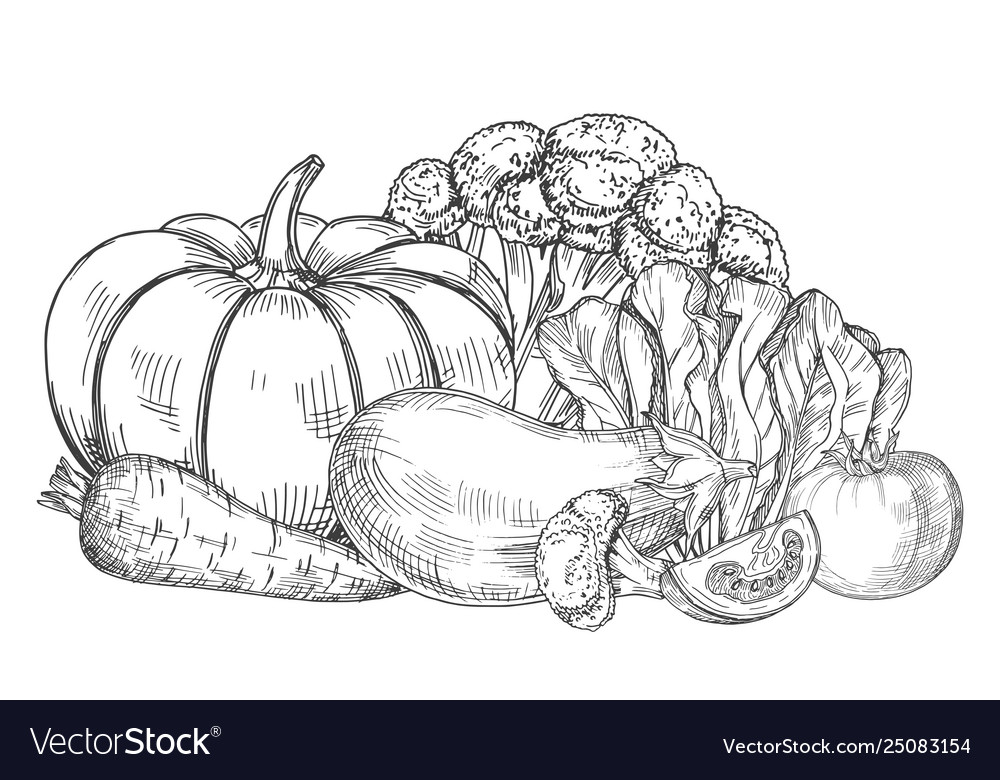 Sketch fresh farm vegetables Royalty Free Vector Image