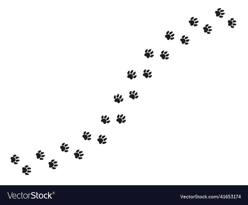 Cat feet tracks animals paws and sillhouetts Vector Image