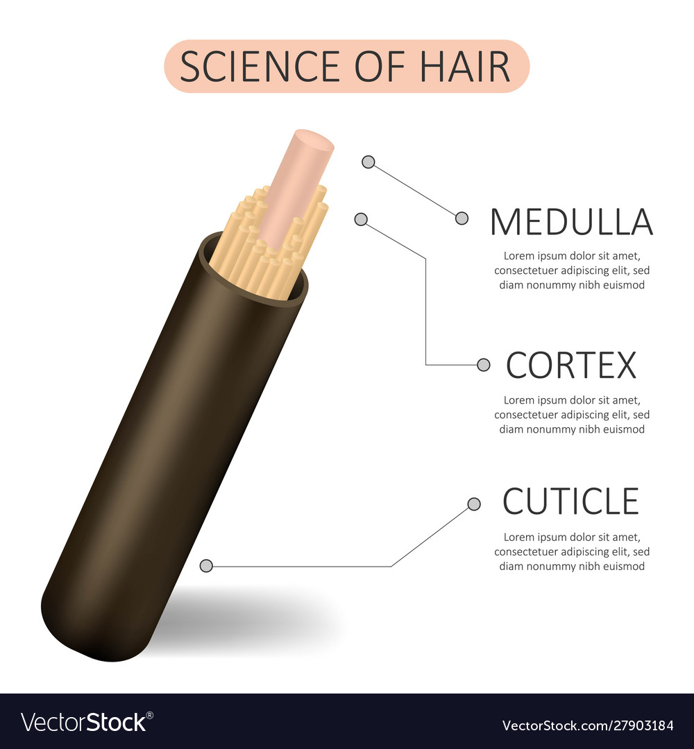 Science hair anatomical training poster hair Vector Image Science hair anatomical training poster hair Vector Image