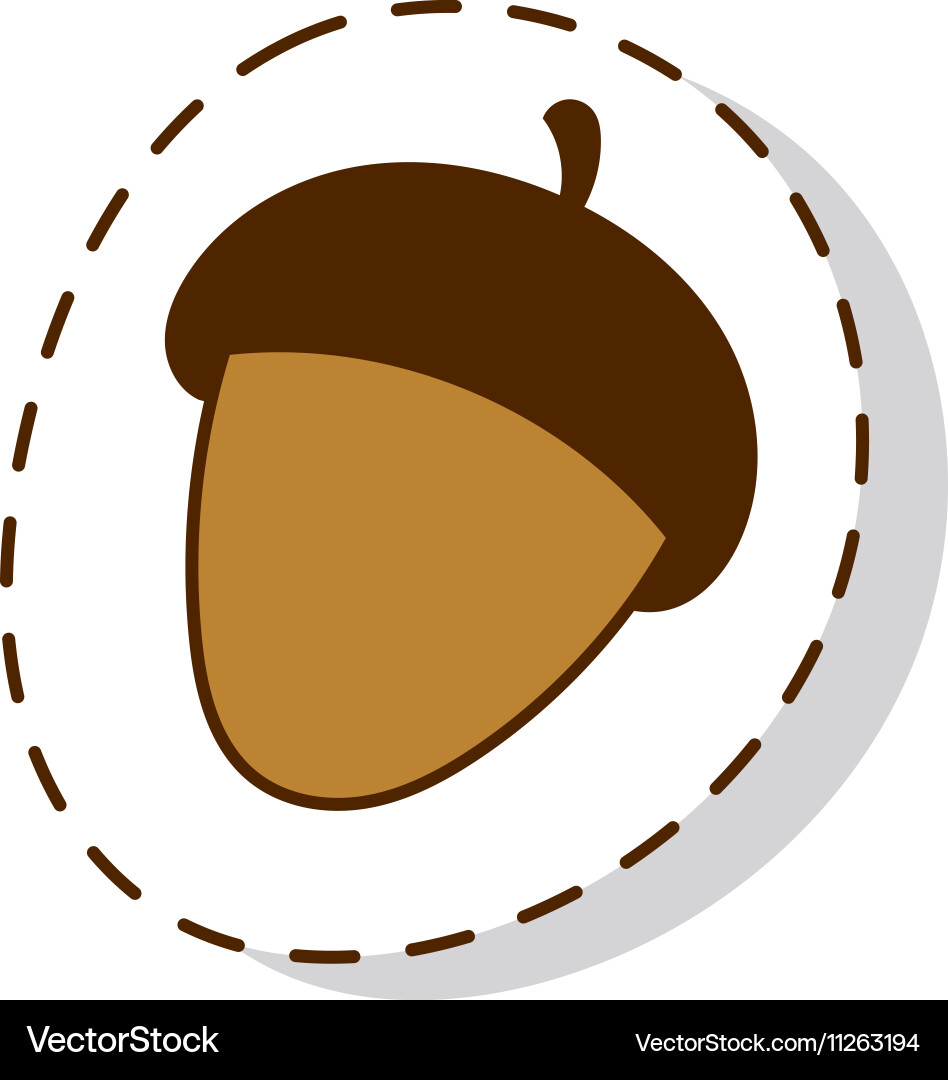 Dried acorns flat Royalty Free Vector Image - VectorStock