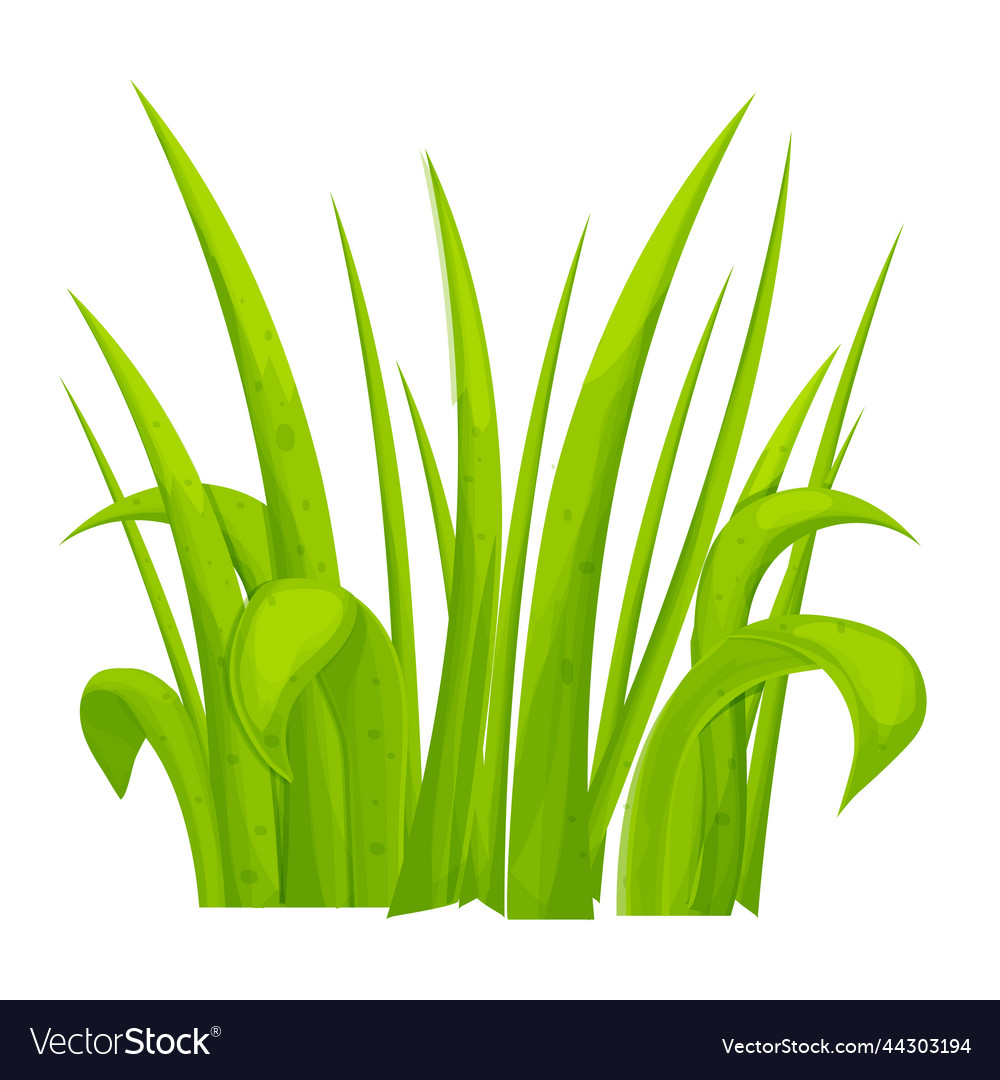 Grass in cartoon style isolated on white Vector Image