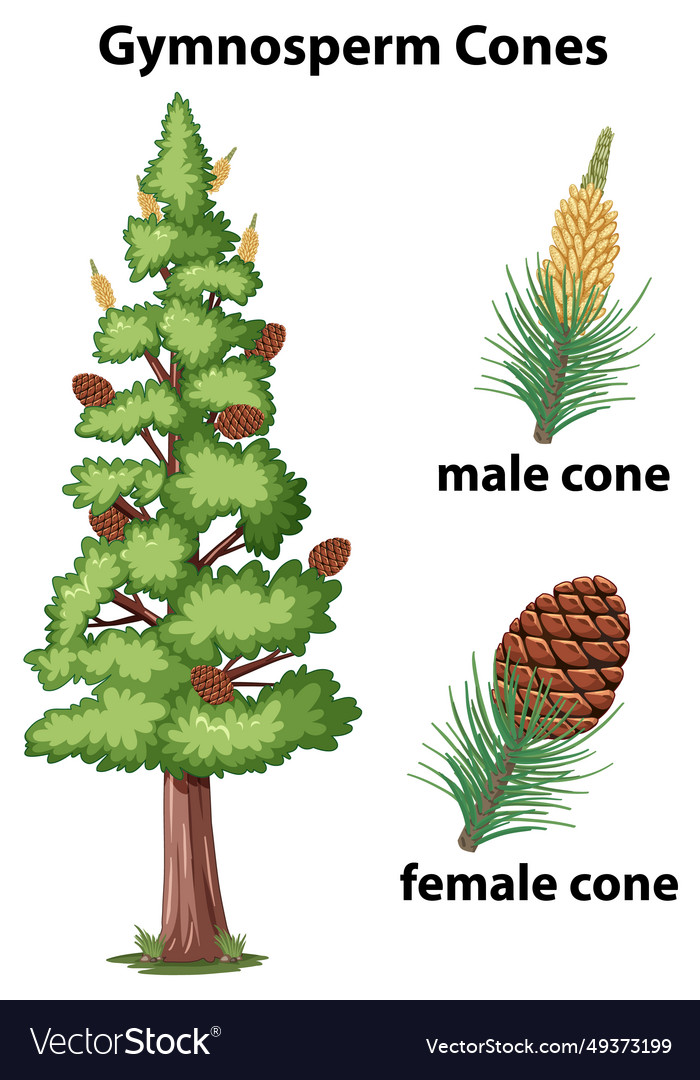 Gymnosperms of conifer plants a cartoon Royalty Free Vector