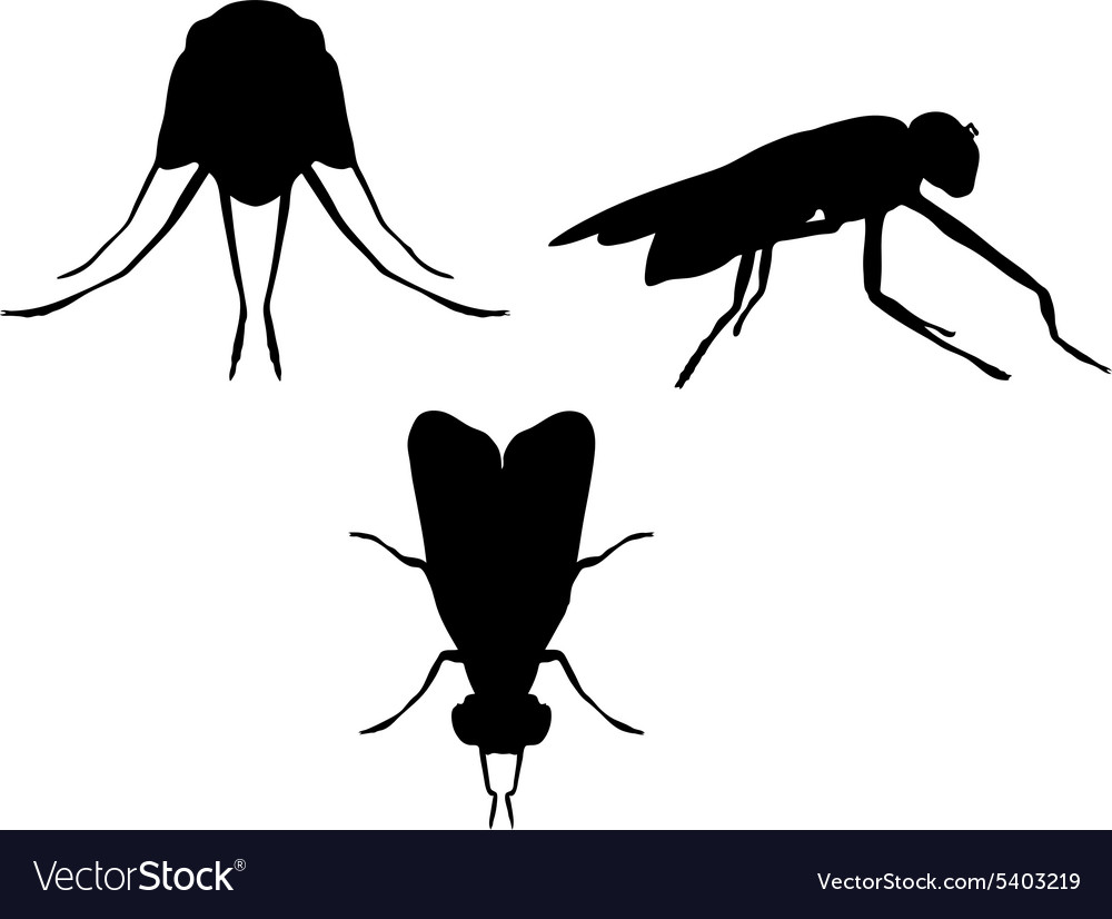Bugs flies