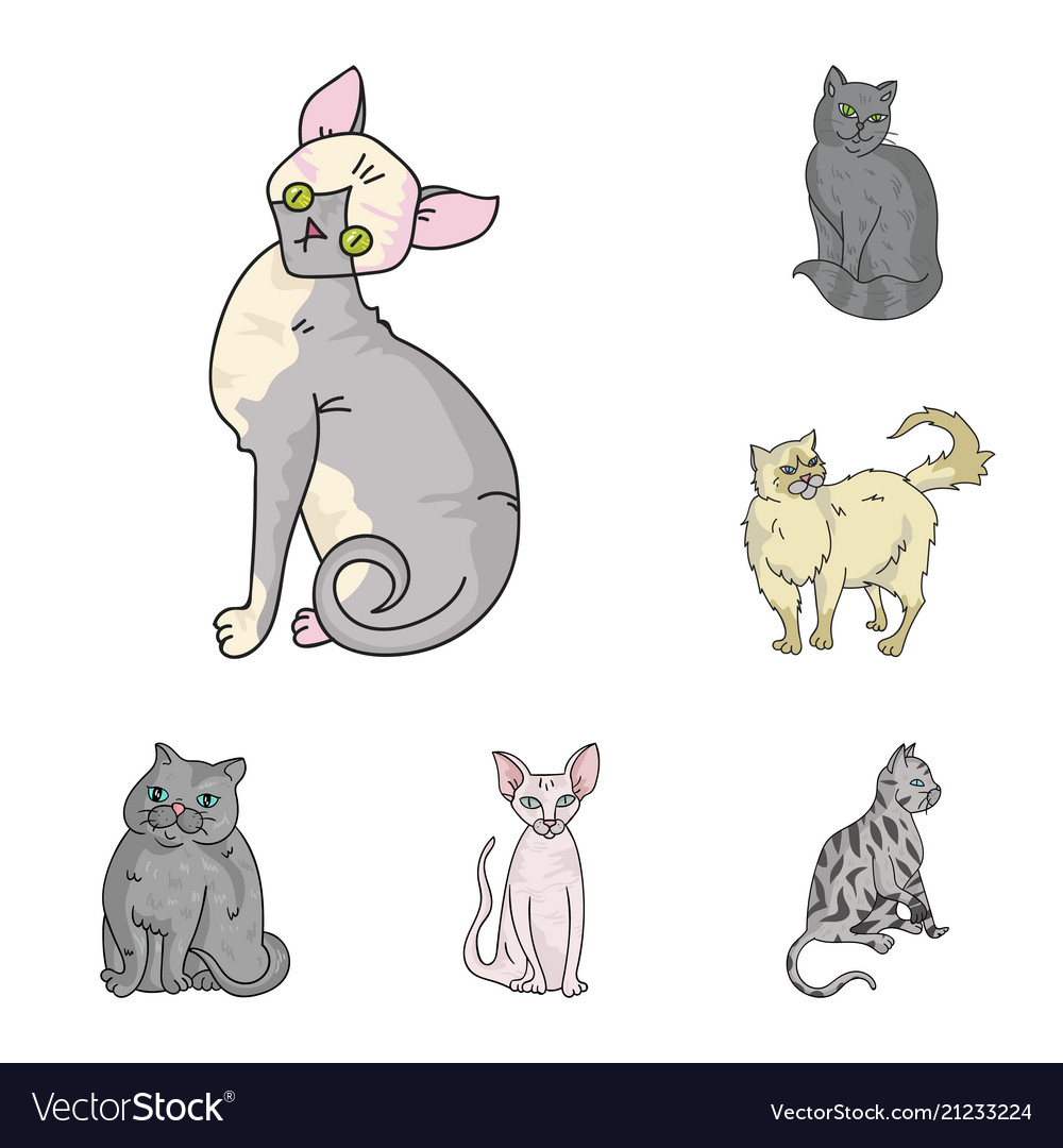 Breeds cats cartoon icons in set collection