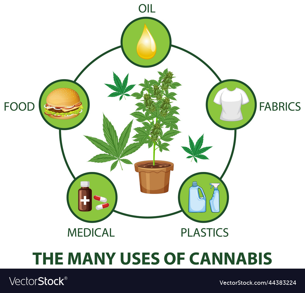 Many uses of cannabis diagram Royalty Free Vector Image