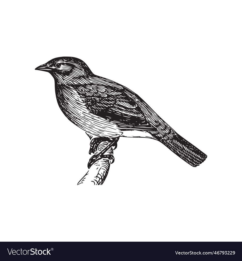 A drawing of bird that is black and white Vector Image