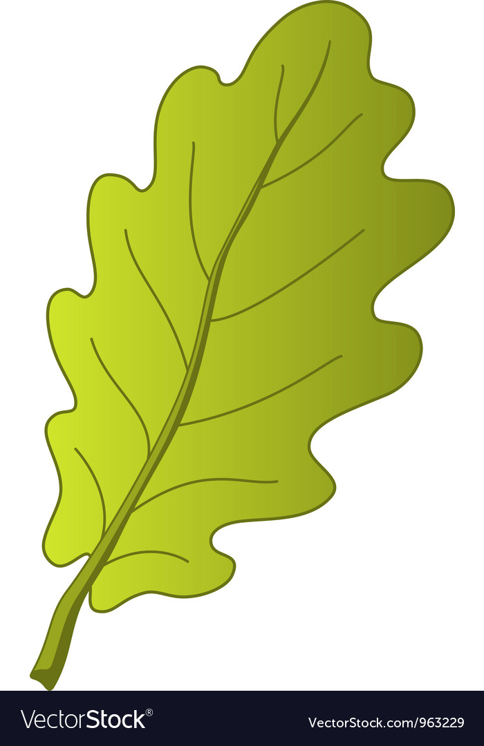 Leaf oak tree Royalty Free Vector Image - VectorStock