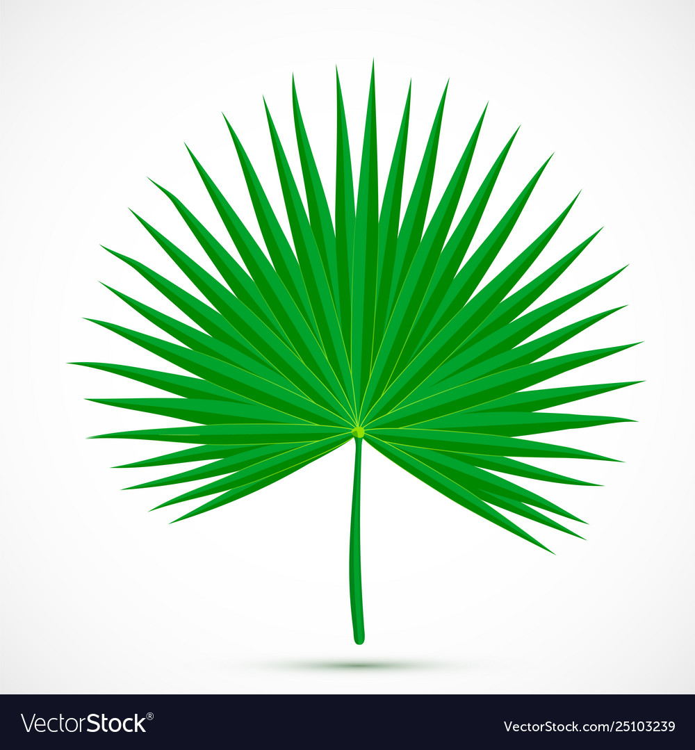 Palmetto leaf tropical plant