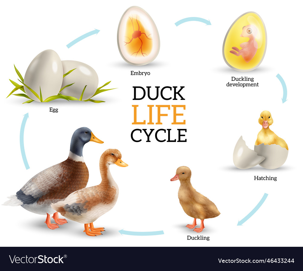 Duck life cycle infographics Royalty Free Vector Image