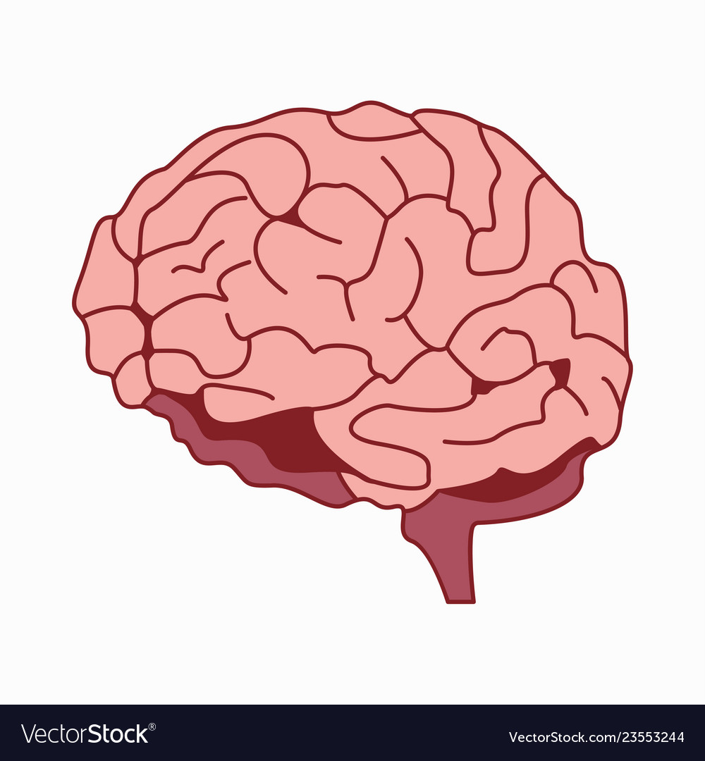 Medically accurate of the brain Royalty Free Vector Image