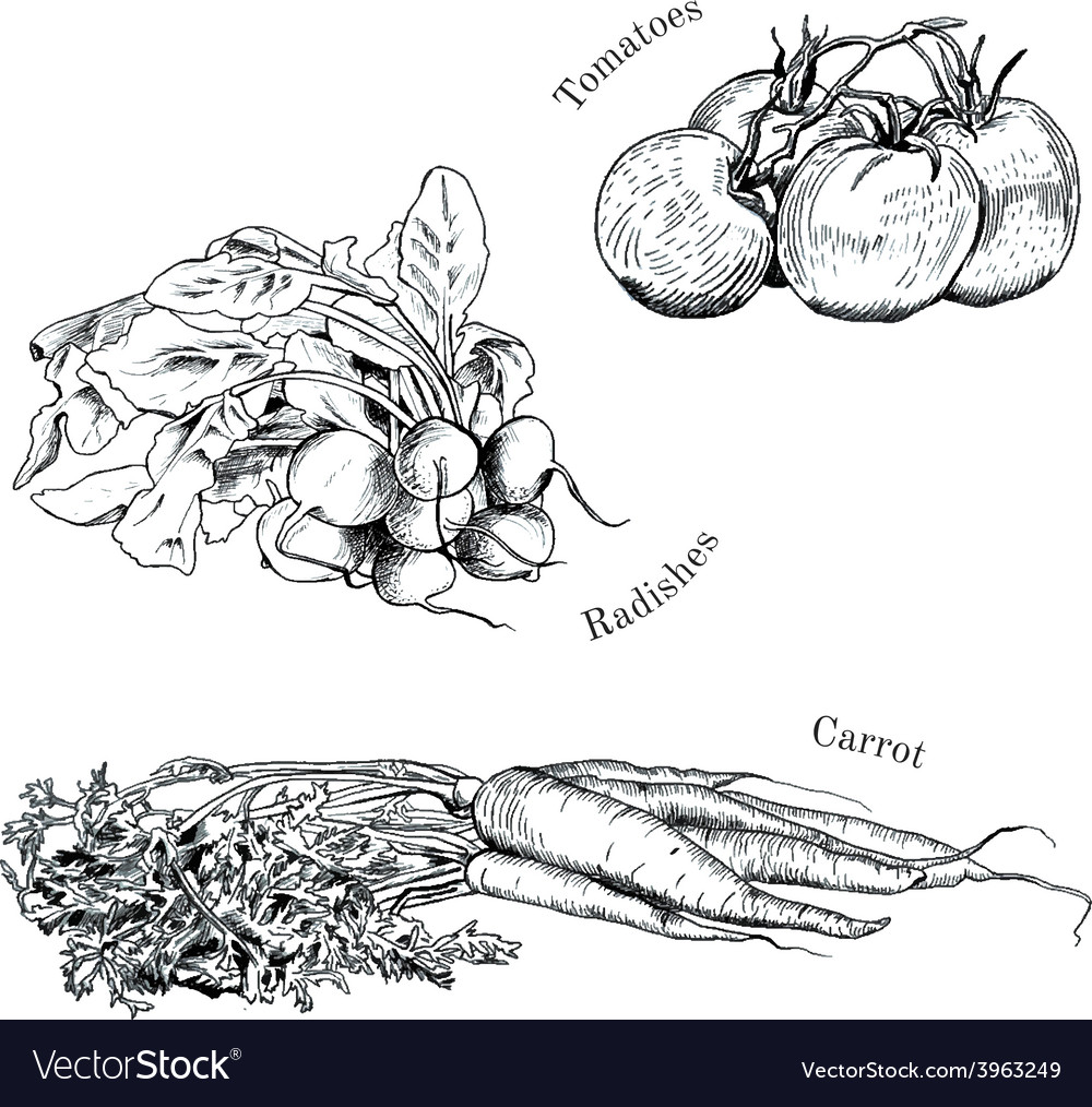 Hand drawn vegetables ink sketches set Royalty Free Vector