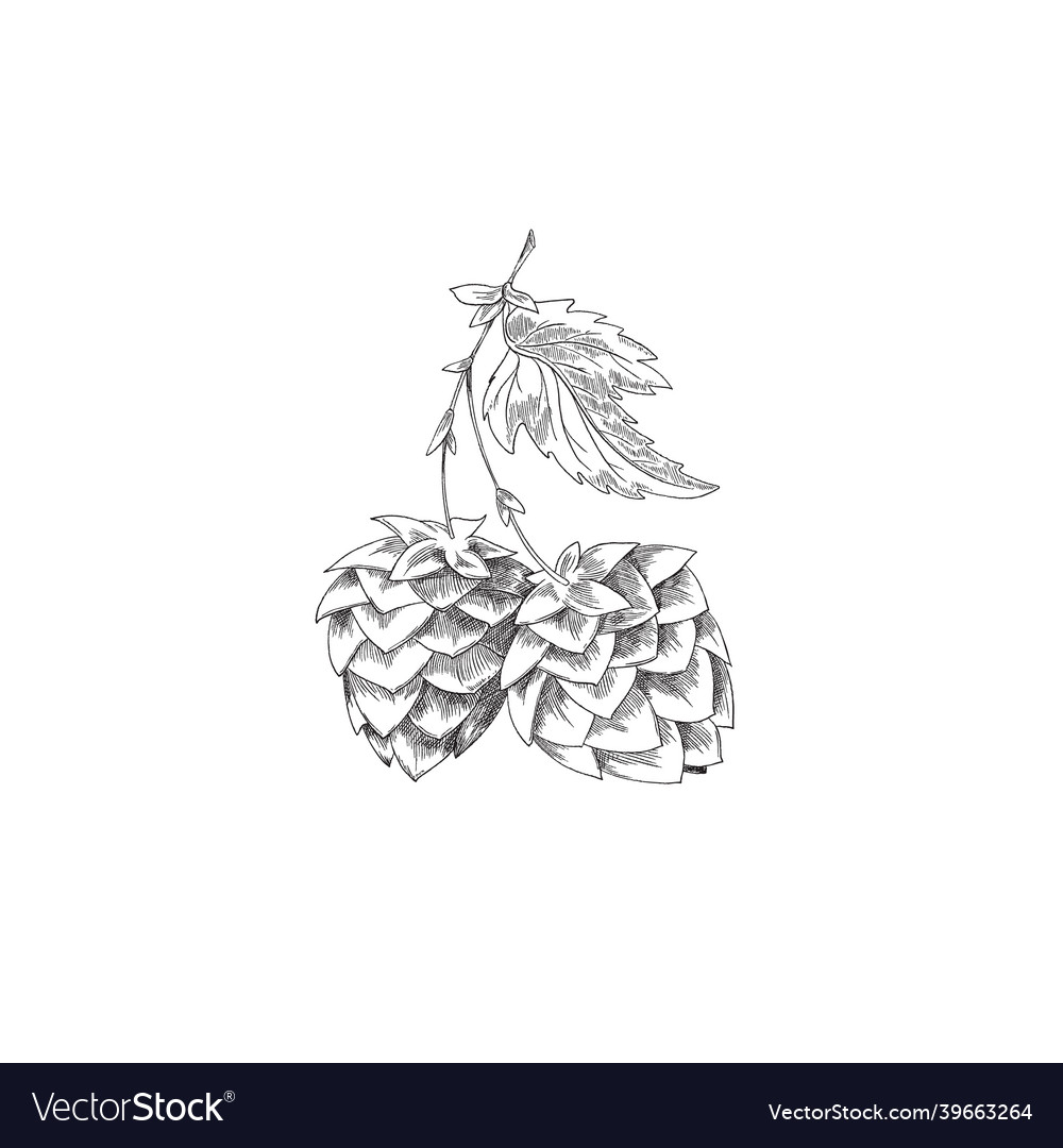 Twig with hop cones for beer brewery sketch