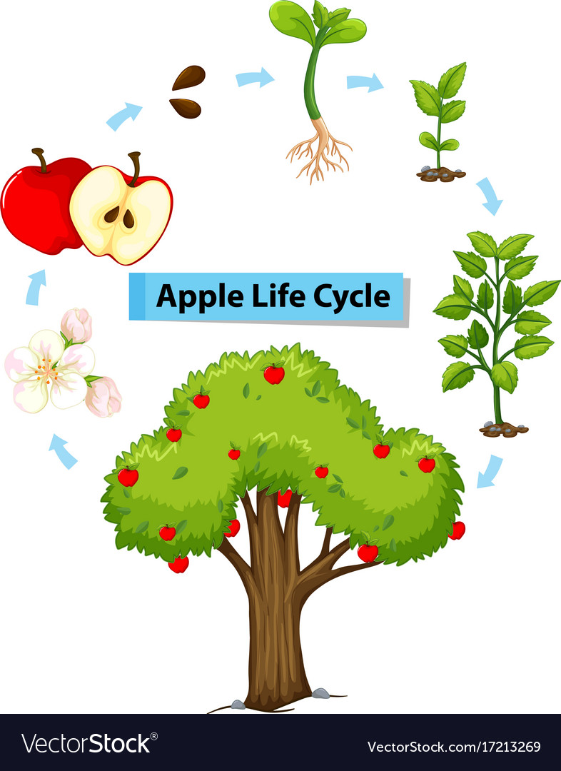 diagram-showing-life-cycle-apple-royalty-free-vector-image