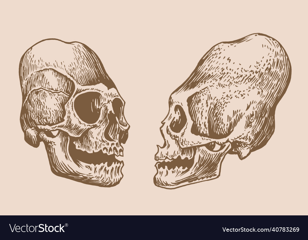 Graphical vintage set of mayan skulls long skull