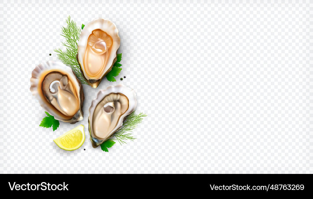 Realistic oysters shells composition Royalty Free Vector