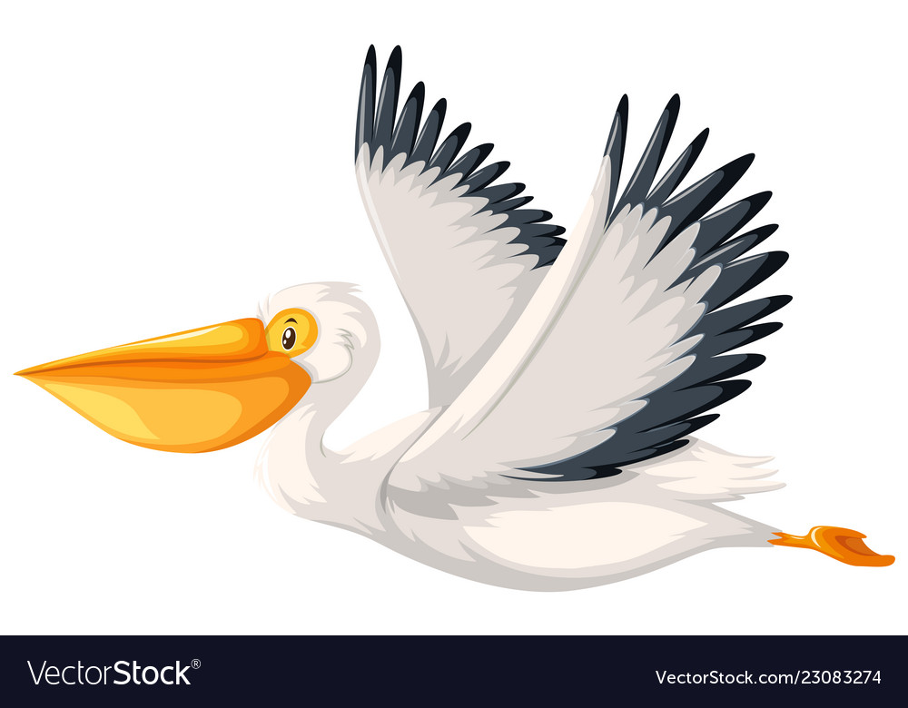 A pelican character on white background Royalty Free Vector