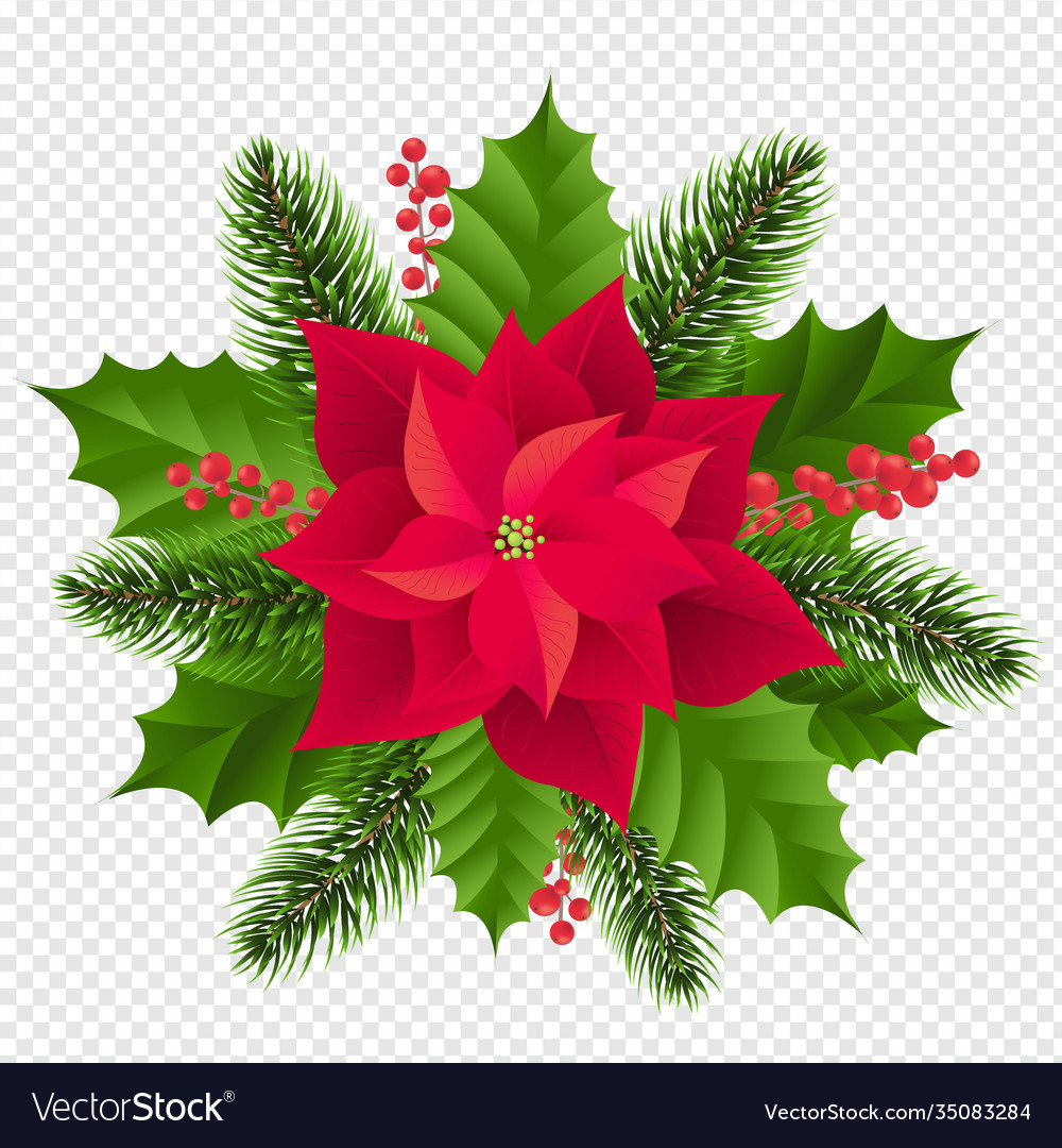 Red poinsettia isolated with fir tree transparent Vector Image