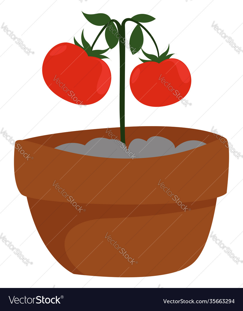 Tomato in a pot on white background