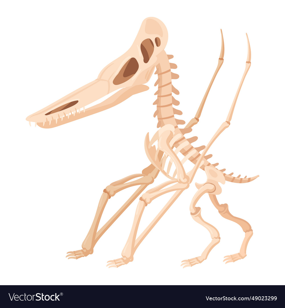 Ancient dino skeleton cartoon jurassic reptile