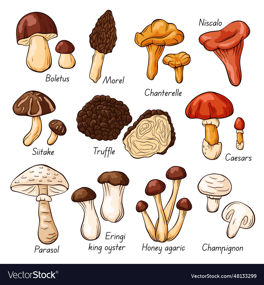 Hand drawn colorful edible mushrooms collection Vector Image