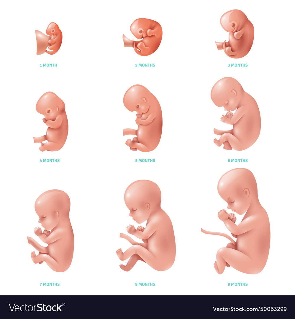 Human fetus inside icon set