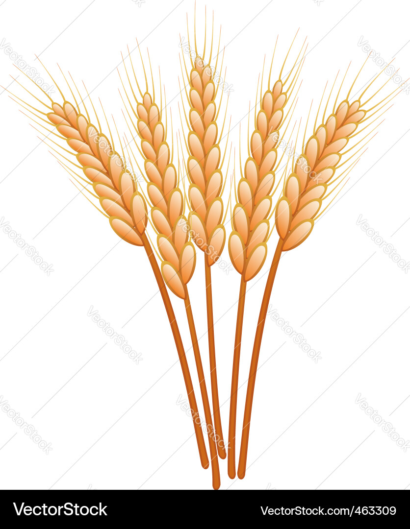 Wheat ears Royalty Free Vector Image - VectorStock