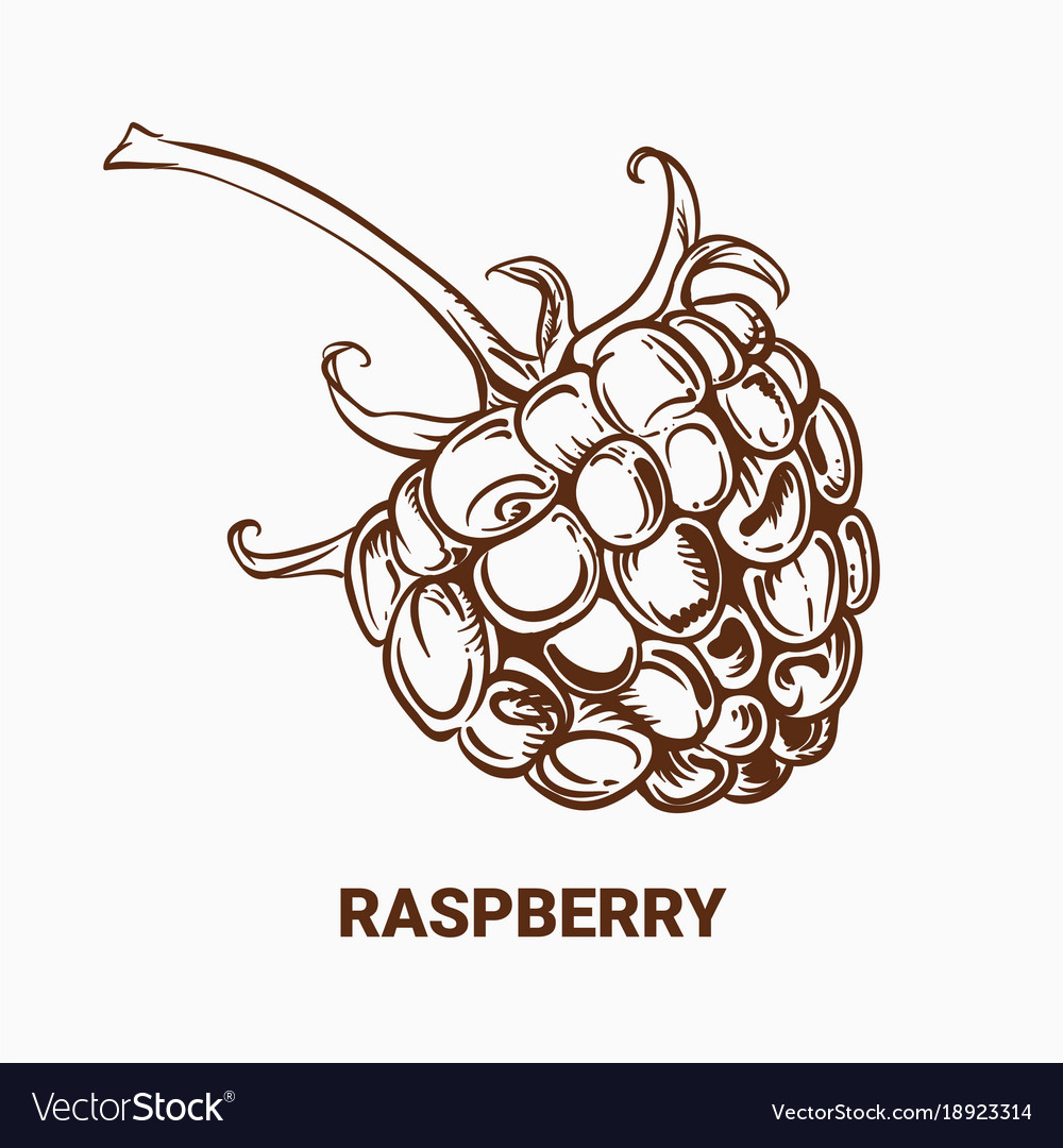 Drawing raspberry hand draw