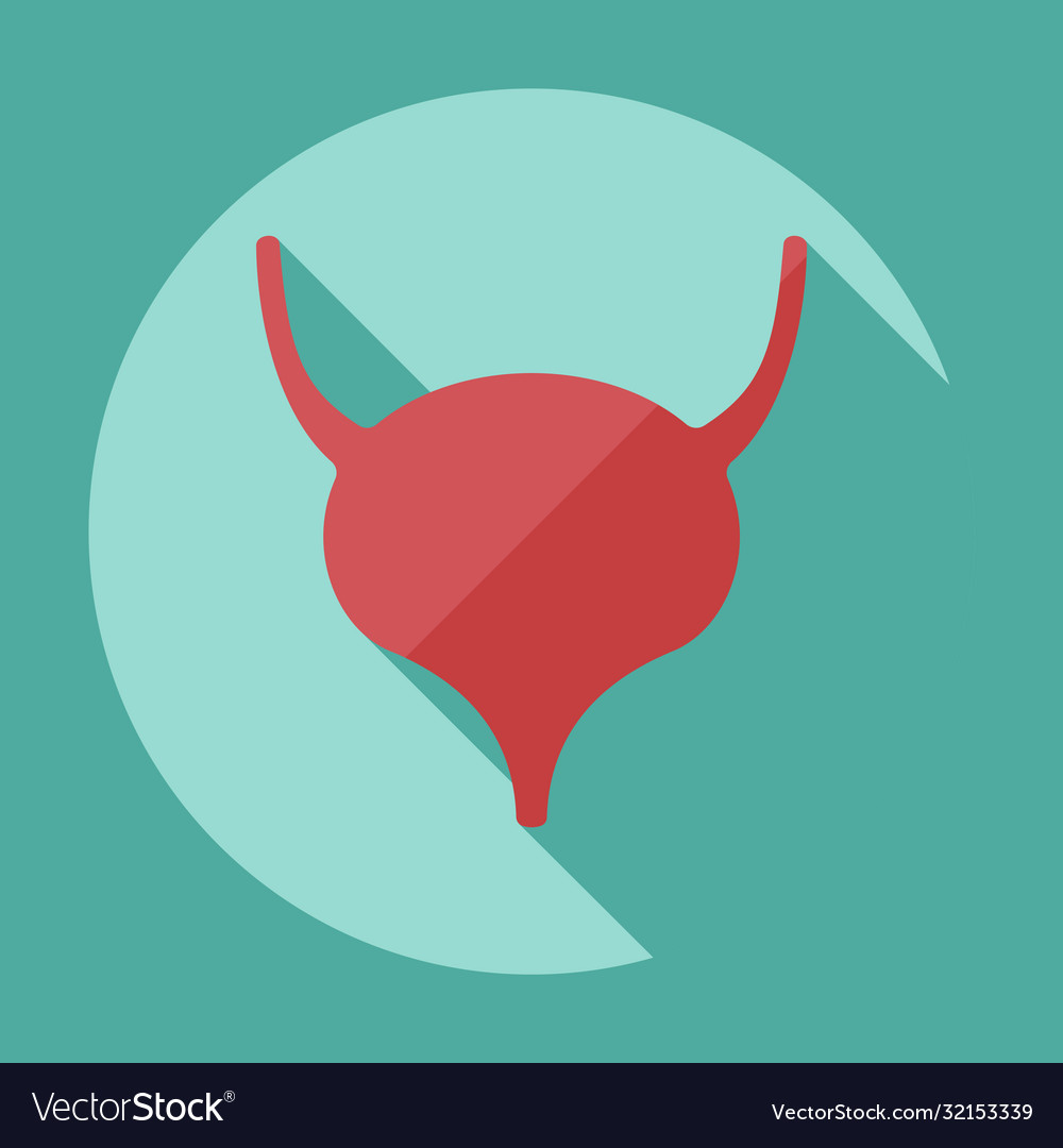 Flat modern design with shadow icons bladder Vector Image