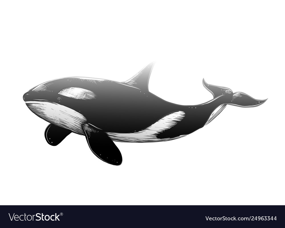 How To Draw A Killer Whale Easy Step By Step