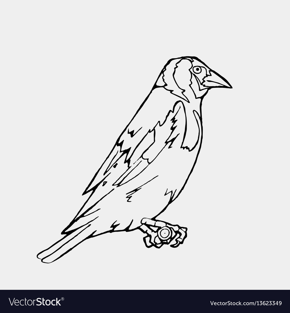 Hand Drawn Pencil Graphics Small Bird Engraving Vector Image