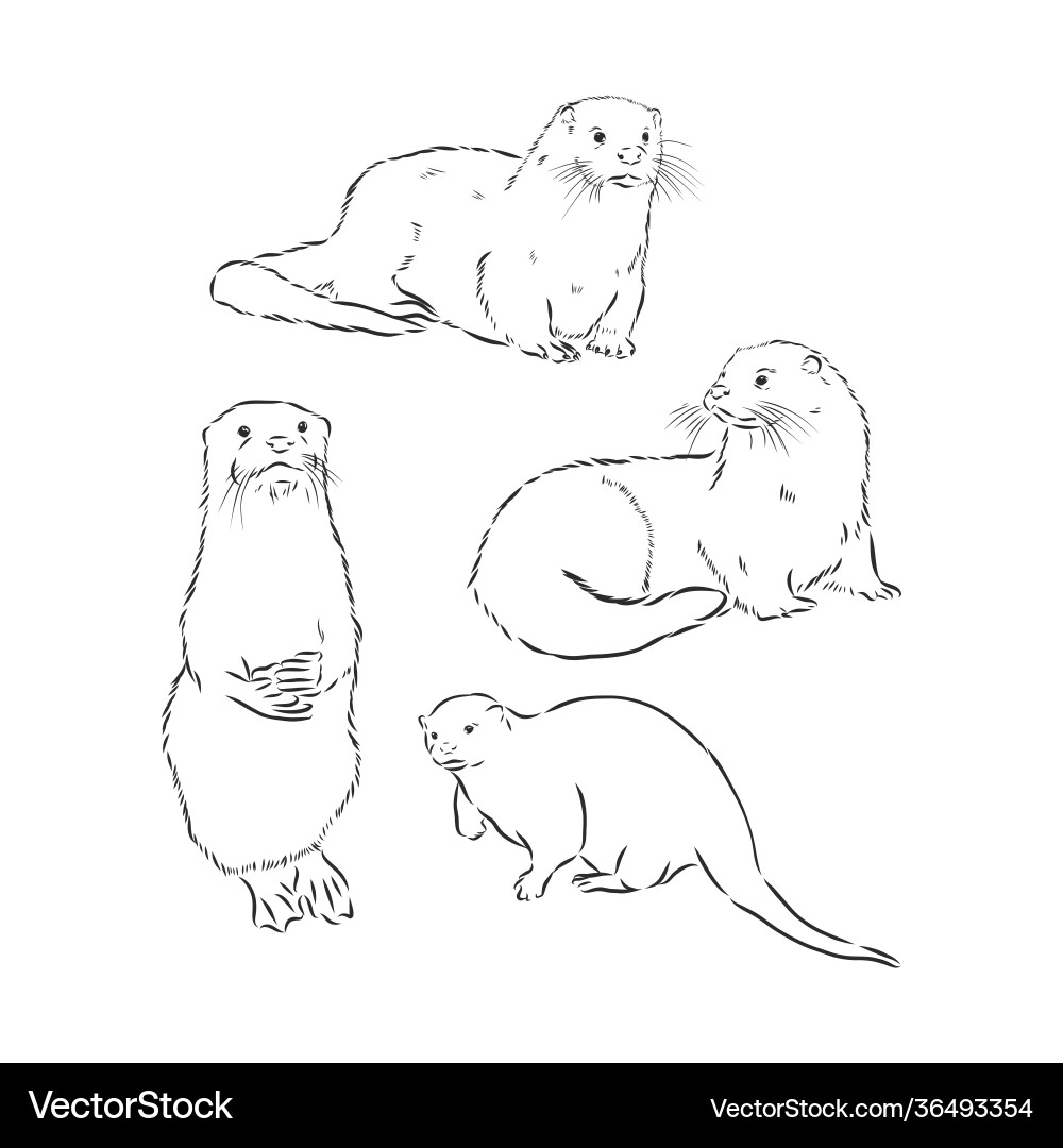 Hand drawn sketch a smooth coated otter Royalty Free Vector
