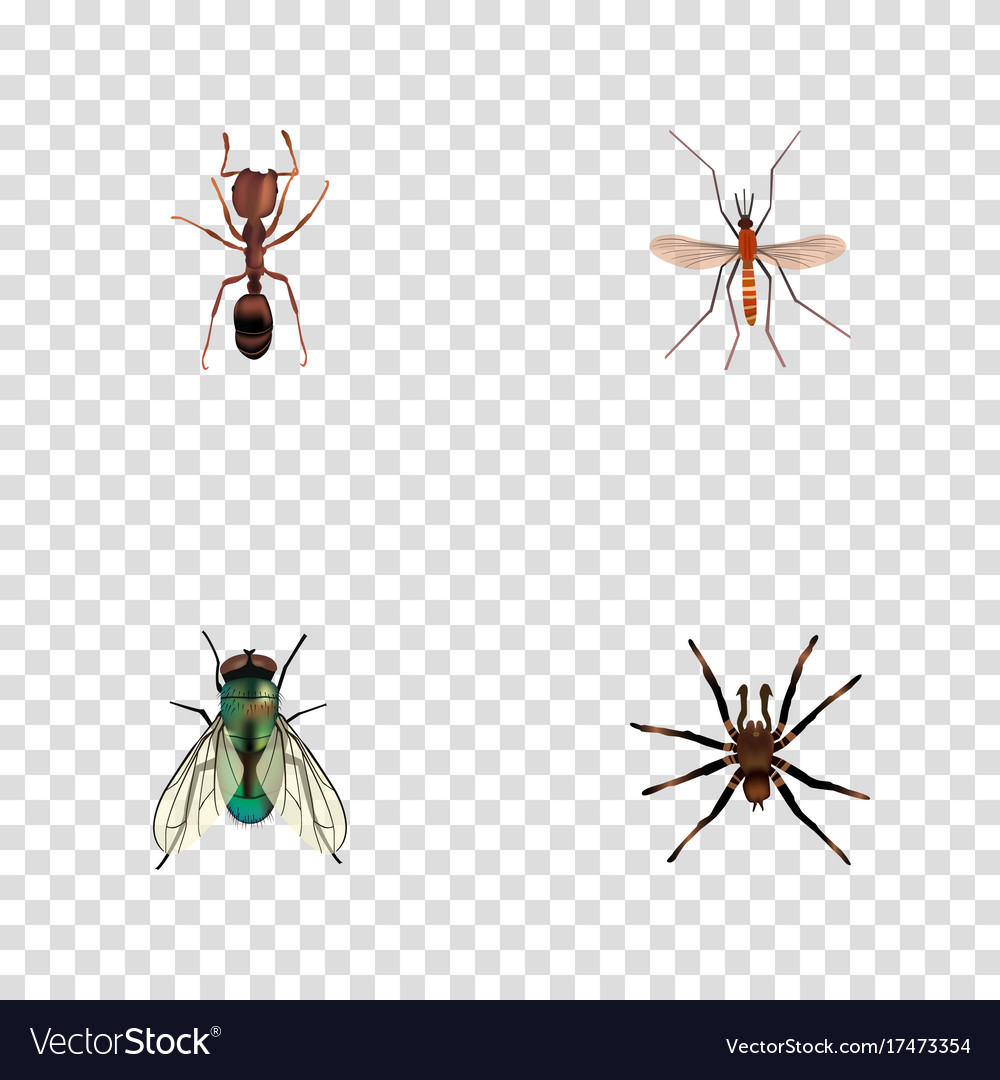 Realistic emmet housefly arachnid and other