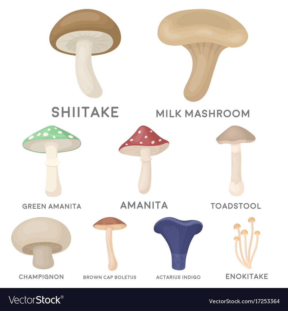 Mushroom set icons in cartoon style big Royalty Free Vector