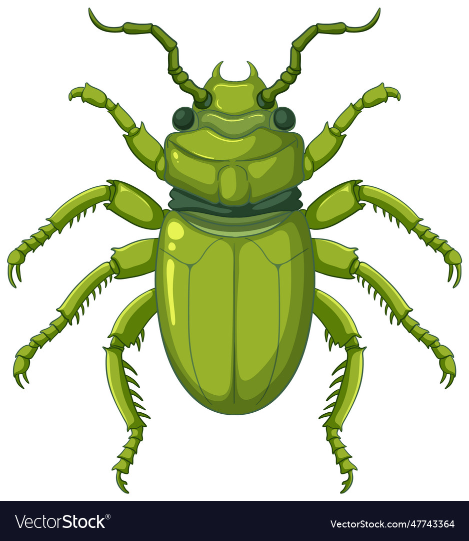 Scarab beetle isolated on white background Vector Image