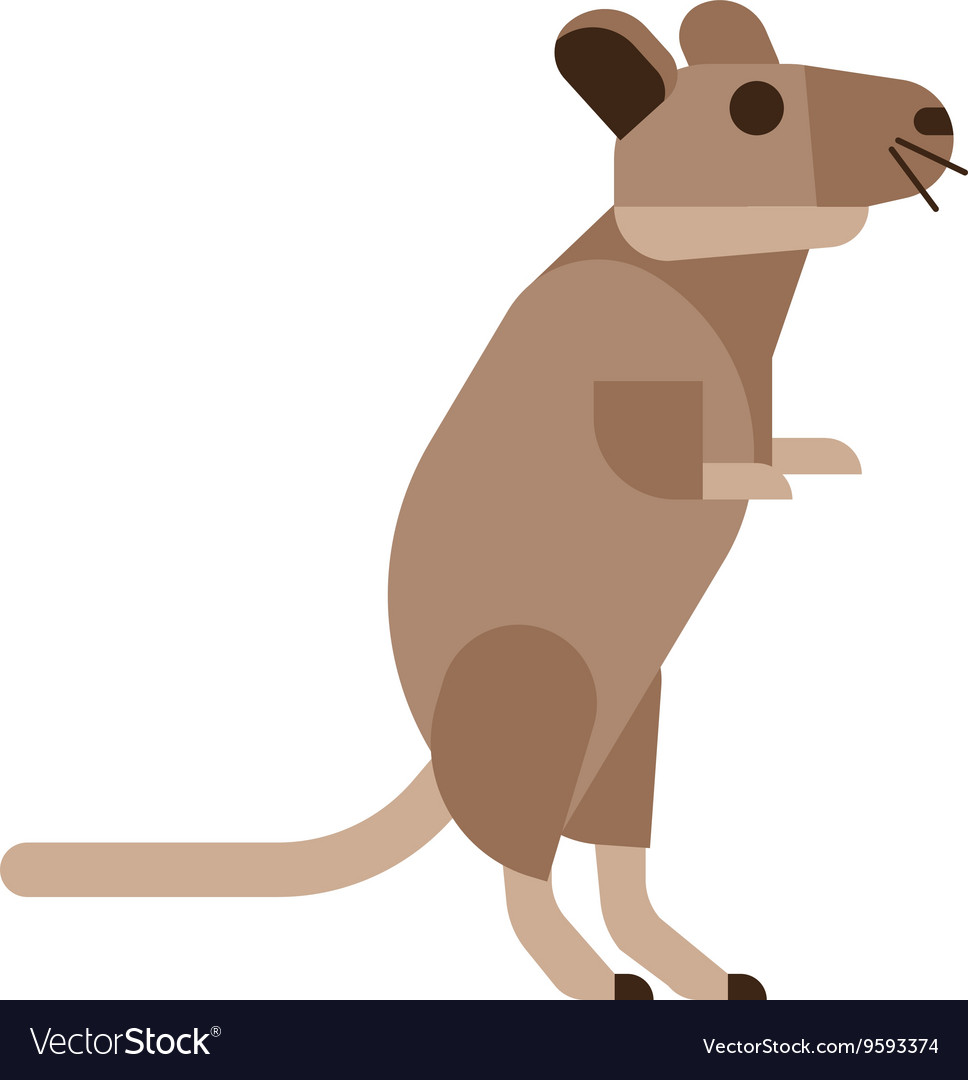 Rat