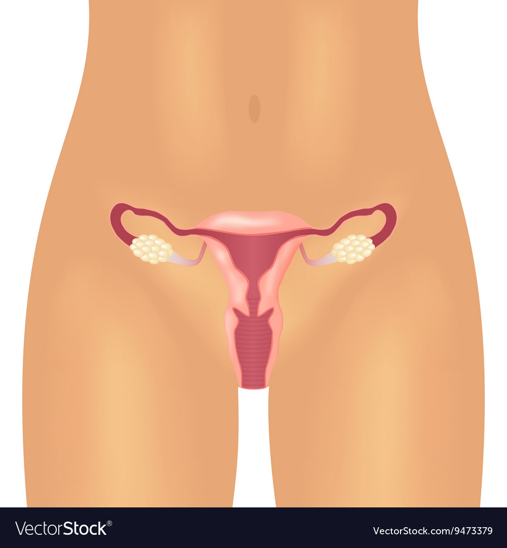 Female reproductive system