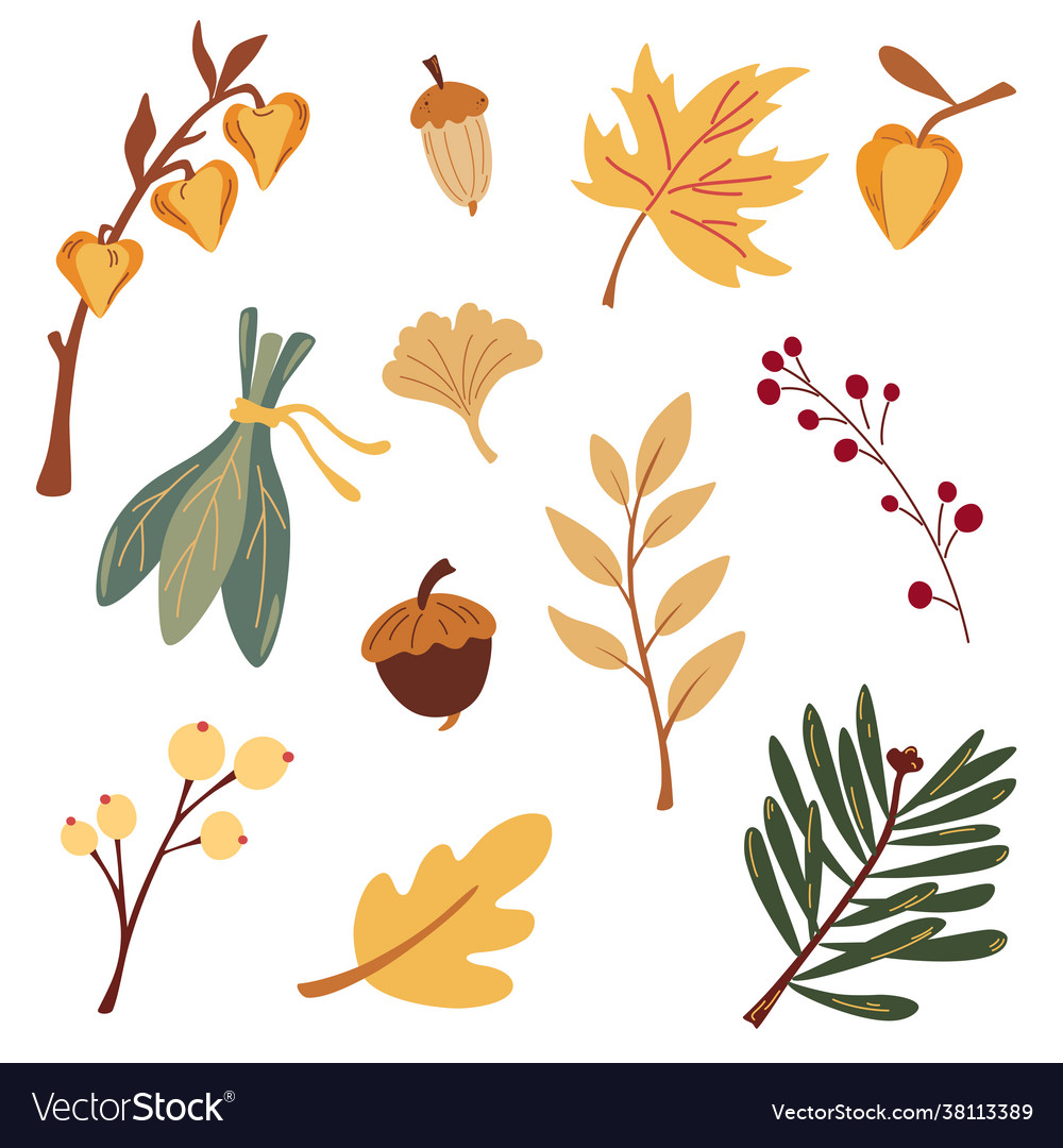 Autumn botany collection branches leaves grasses