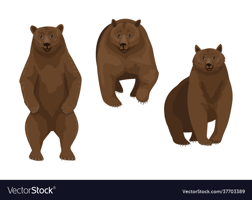 Brown bear three different poses a wild animal Vector Image