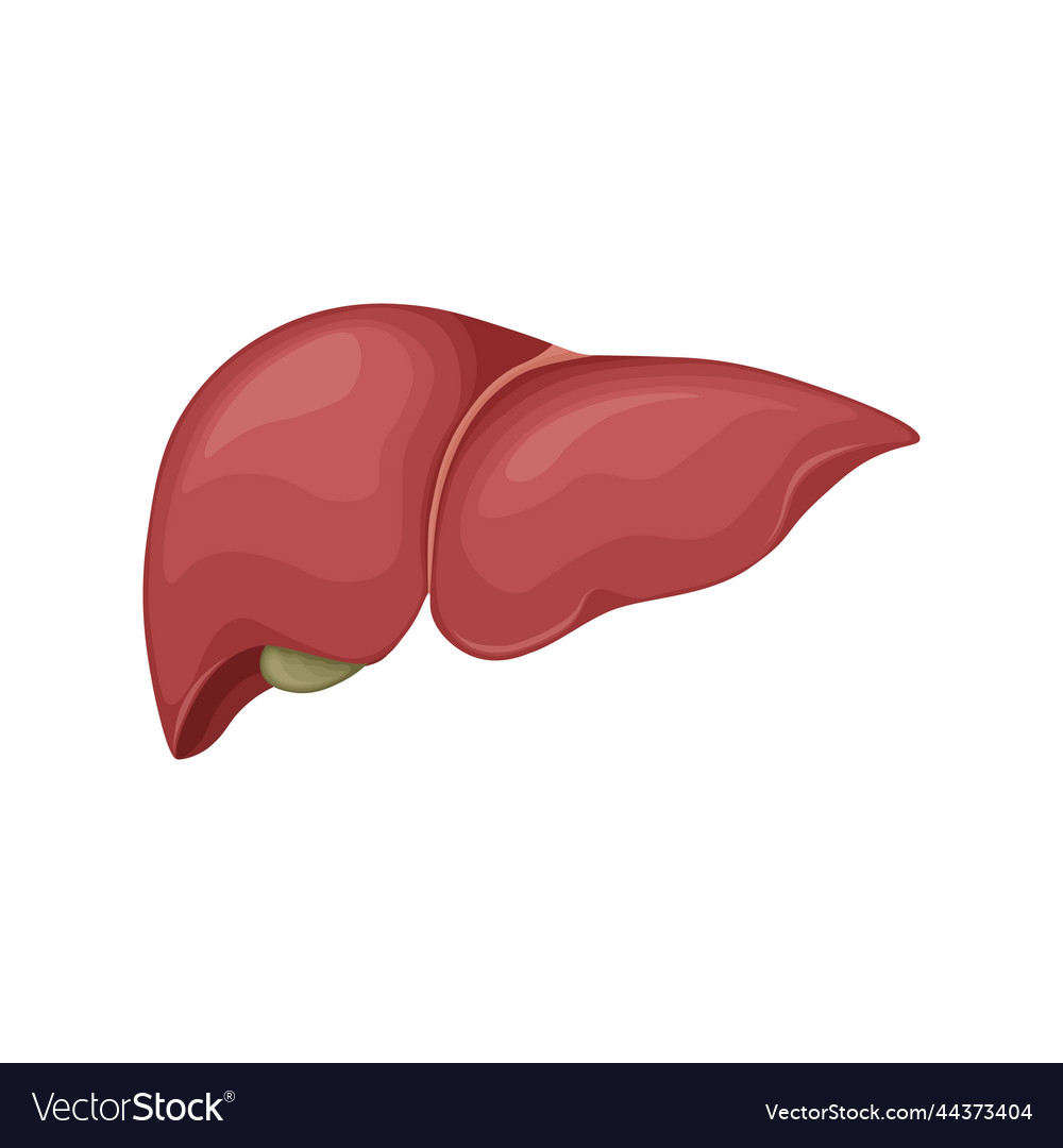 Human liver anatomy the internal organ Royalty Free Vector